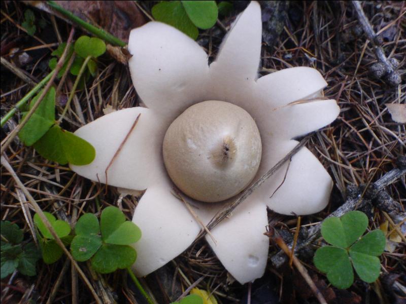 Quel est le nom usuel de ce joli champignon qui a pour nom scientifique "geastrum lageniforme" ?