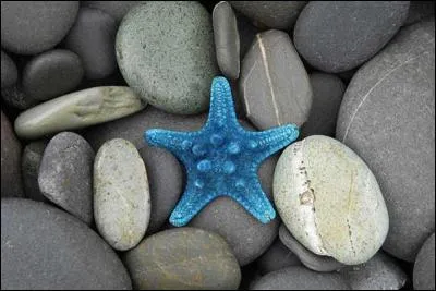 Que possède l'étoile de mer au bout des bras ?