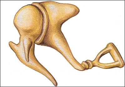 Dans quelle partie du corps le marteau est-il situé ?