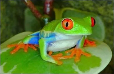 De quelle famille d'animaux les grenouilles et les crapauds font-ils parties ?