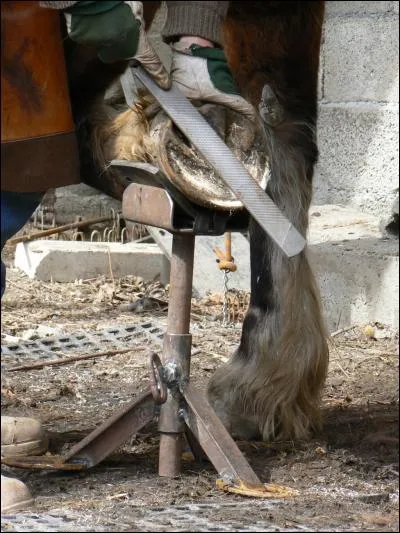 On doit parer un cheval :