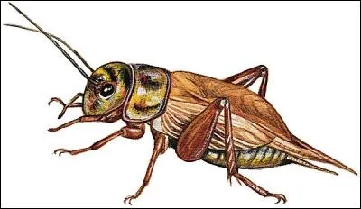 Dans quel film d'animation Disney peux-tu voir cet insecte ?