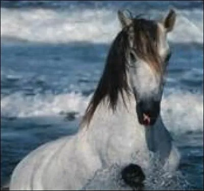 Comment dit-on « monter à cheval » ?