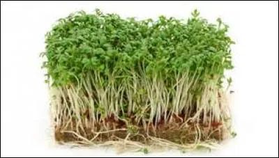 Comment dit-on « pousser » ?