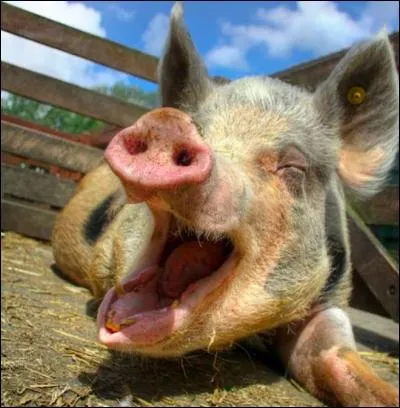 L'orgasme d'un cochon dure 3 minutes.