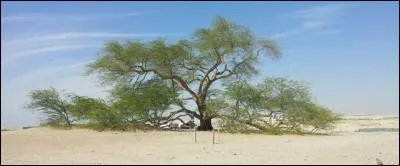 En plein désert du Bahreïn, il y a un seul arbre vieux de 400 ans nommé l'arbre de la vie !