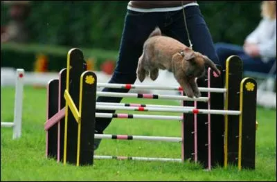 En Suède, il existe un concours de sauts de lapins.