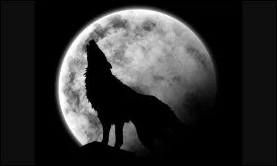 Kira n'est pas un loup-garou mais elle possède tout de même l'âme d'un animal, lequel ?