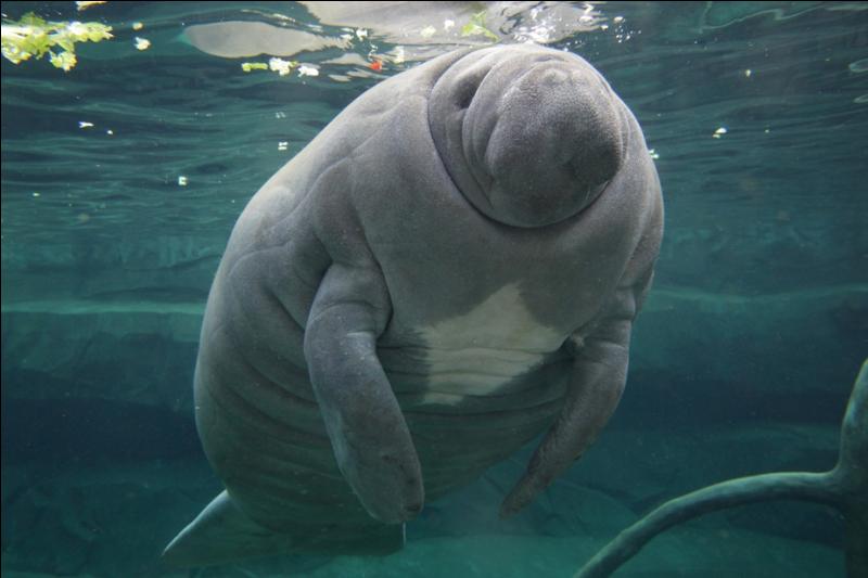 quel animal n est pas un mammifere