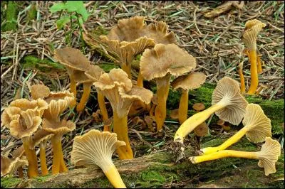 Quels sont ces champignons ?