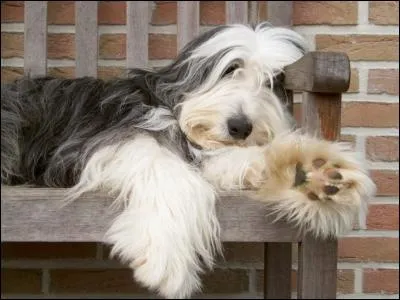 De quelle race est ce chien ?