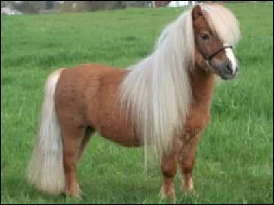 Quelle est la robe de ce cheval ?