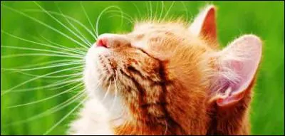 Jusqu'à quel âge un chat peut-il vivre ?