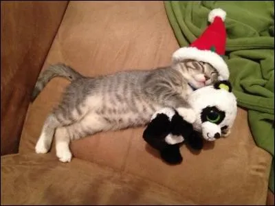 Quelle est sa taille moyenne ?