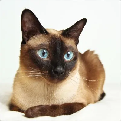 Quelle race de chats n'existe pas ?