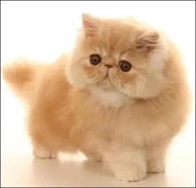 Combien existe-t-il environ de races de chats ?