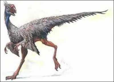 Où a-t-on découvert le caenagnathasia martinsoni ?