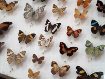 De quoi un entomologue est-il spécialiste ?