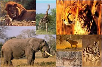 Quel animal est le roi de la savane ?