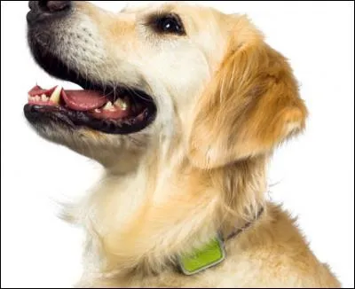 Quand deux personnes ne font que se disputer, on dit qu'ils sont comme...