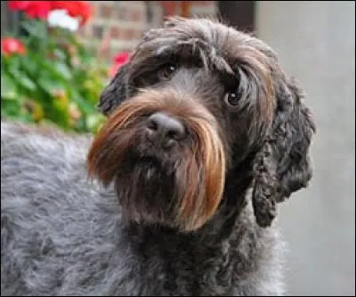 Quelle est cette race de chien ?