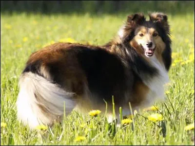 Quelle est cette race de chien ?