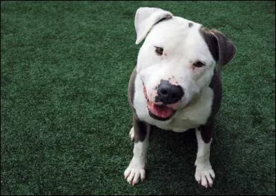 Quelle est cette race de chien ?