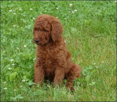 Quelle est cette race de chien ?