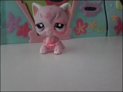 Quelle est la race de ce chat ?