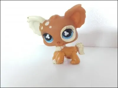 Quelle est la race de ce chien ?