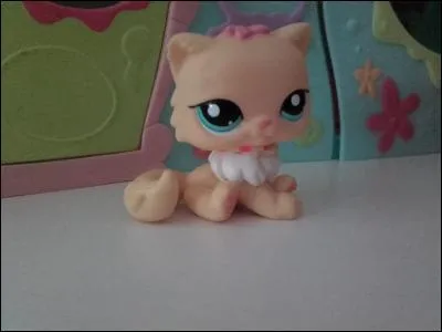 Quelle est la race de ce chat ?