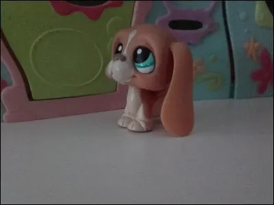 Quelle est la race de ce chien ?