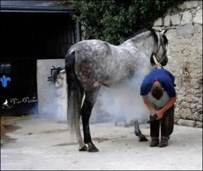 Comment s'appelle le "médecin" pour les sabots ?