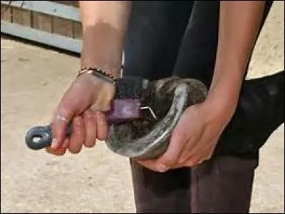 Faut-il curer très fort la fourchette du cheval quand elle est sale ?