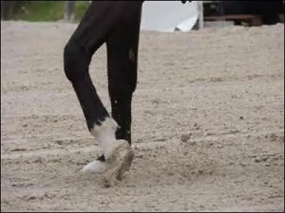 Le pied remplit trois rôles importants :