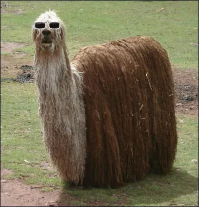 Un lama ! Quel est son premier titre connu ?