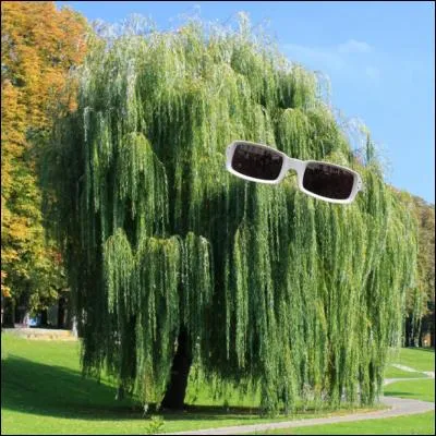 Un saule pleureur ! Quelle est la cause de la polémique qui enfle à propos de son spectacle "Polnarêve", en 1973 ?