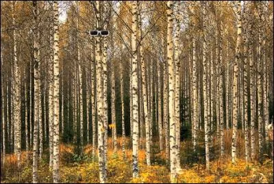 Des bouleaux ! Sur la couverture de quel magazine s'affiche-t-il bronzé et bodybuildé en 2004 ?