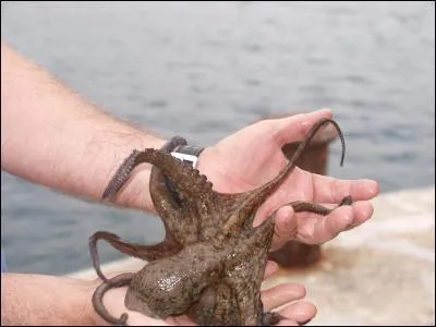 Quel organe la pieuvre possède-t-elle en trois exemplaires ?