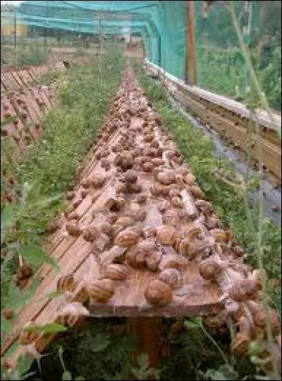 Comment appelle-t-on l'élevage des escargots comestibles ?