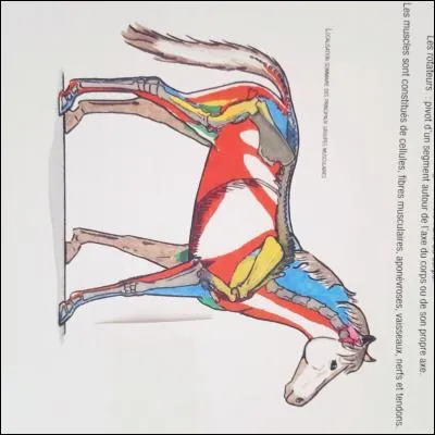 Quels sont les muscles rouges ?