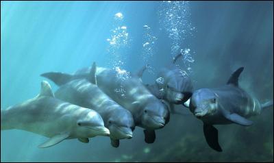 Combien existe-t-il d'espèces de dauphins ?