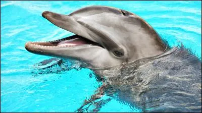 Où se le nez du dauphin se trouve-t-il ?