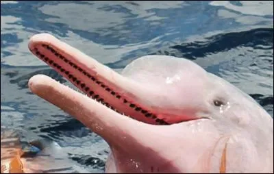 Il existe des dauphins gris et des dauphins...