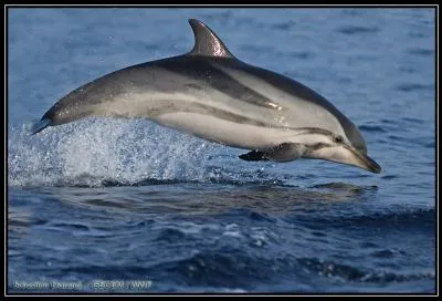 Trouve-t-on des dauphins dans tous les océans ?