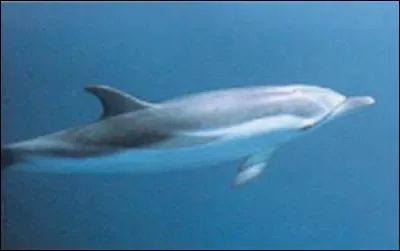 Combien existe-t-il de couleurs chez le dauphin ?