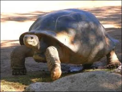 Dans quelle partie du monde trouve-t-on de nombreuses tortues géantes ?