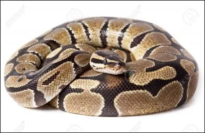 Cet animal est-il venimeux ?