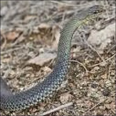 Cet animal est venimeux.