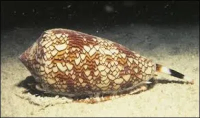 Cet animal est venimeux.